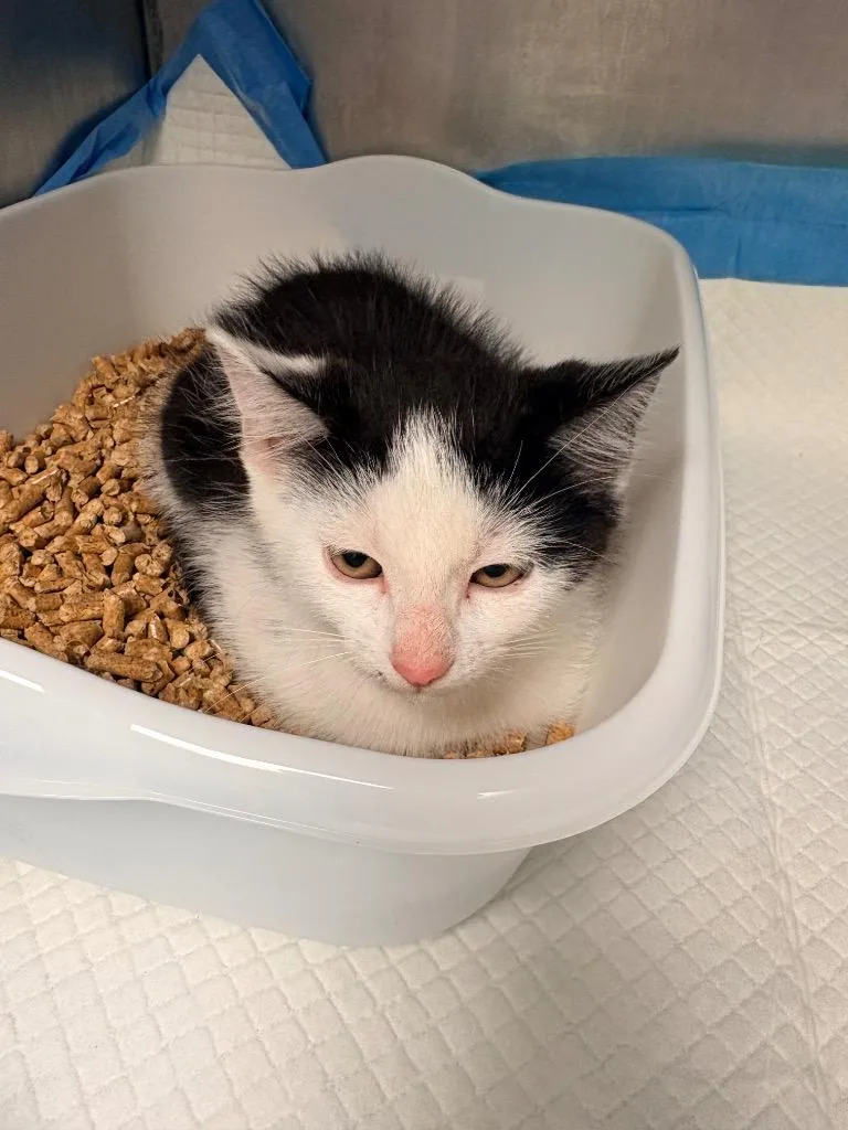 A baby medium-sized male Domestic Short Hair cat named Dr Pepper for adoption in Morgantown, KY