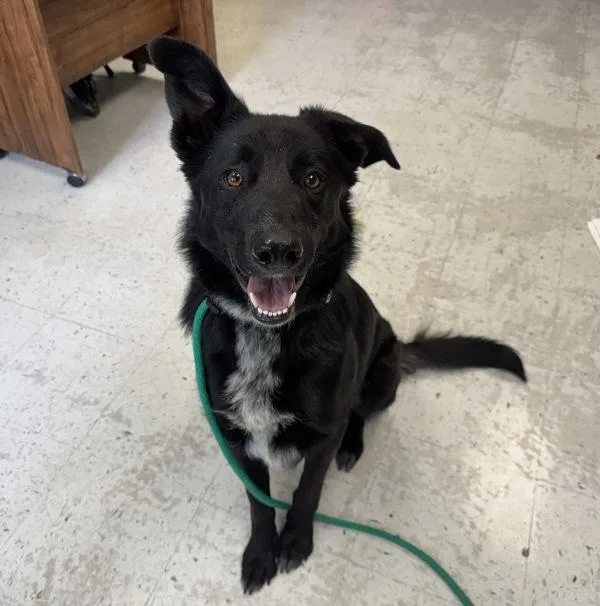 A young large-sized male German Shepherd Dog dog named Finn for adoption in Salt Lake City, UT