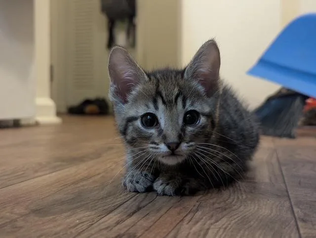 A baby small-sized male Domestic Short Hair cat named Yuji for adoption in Louisville, KY