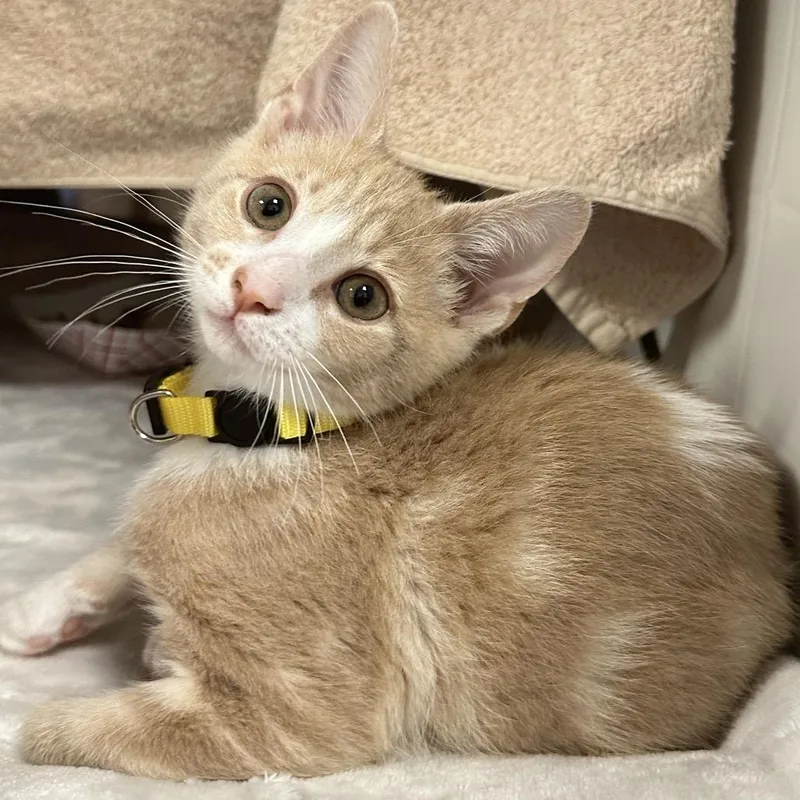 A baby small-sized male Orange / Red Domestic Short Hair cat named MiracleWhip for adoption in Franklin, TN