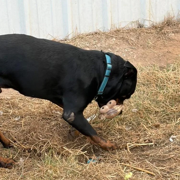 An adult large-sized male Rottweiler dog named Rooster for adoption in Paradise, TX