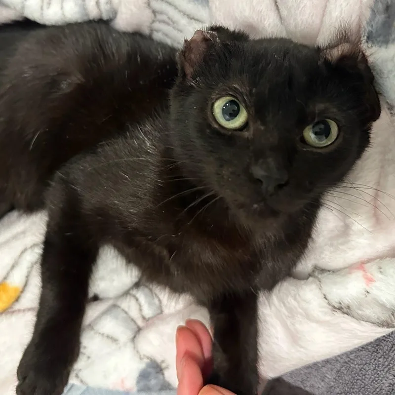 Hoichi The Earless thumbnail 2