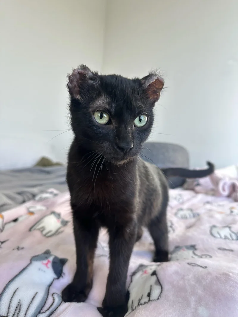 Hoichi The Earless thumbnail 3