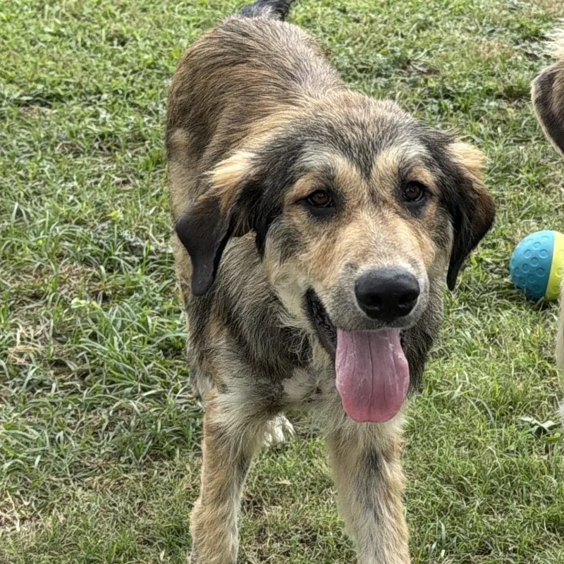 A baby large-sized female Brown / Chocolate Great Pyrenees dog named Mellie for adoption in Madison, WI