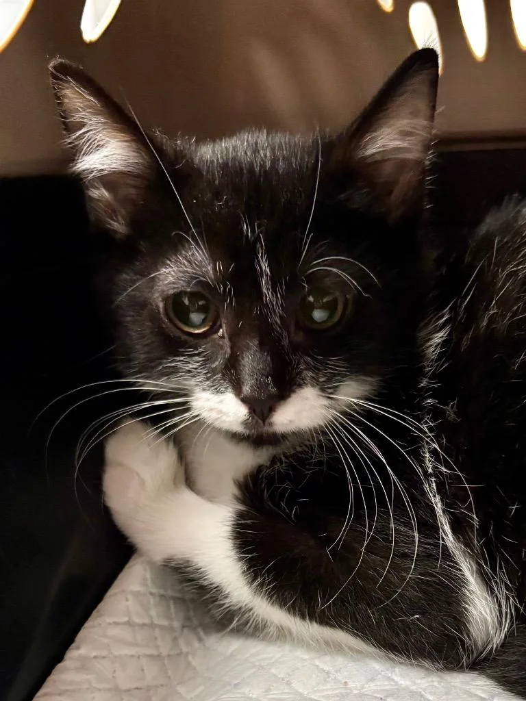 A baby medium-sized female Domestic Short Hair cat named Leia for adoption in Hartford City, IN