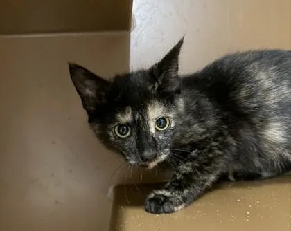 A baby small-sized female Domestic Short Hair cat named Screm for adoption in Hamilton, NJ