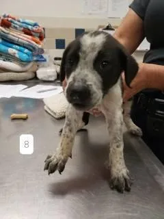 A baby medium-sized male Black Australian Cattle Dog / Blue Heeler dog named Orca for adoption in Allen, TX