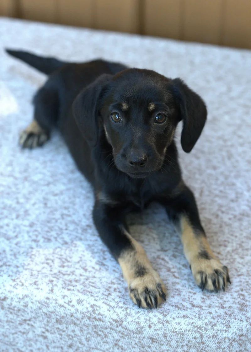 A baby medium-sized female Bicolor Mixed Breed dog named Grace Slick for adoption in Hoquiam, WA