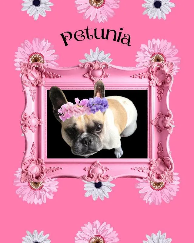 A young small-sized female French Bulldog dog named Petunia for adoption in San Diego, CA