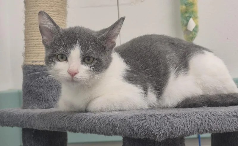 A baby small-sized male Domestic Short Hair cat named Chicken for adoption in South Bend, IN