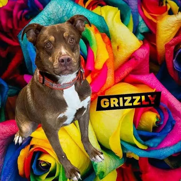 An adult large-sized male Brown / Chocolate Australian Shepherd dog named Grizzly for adoption in York, NE