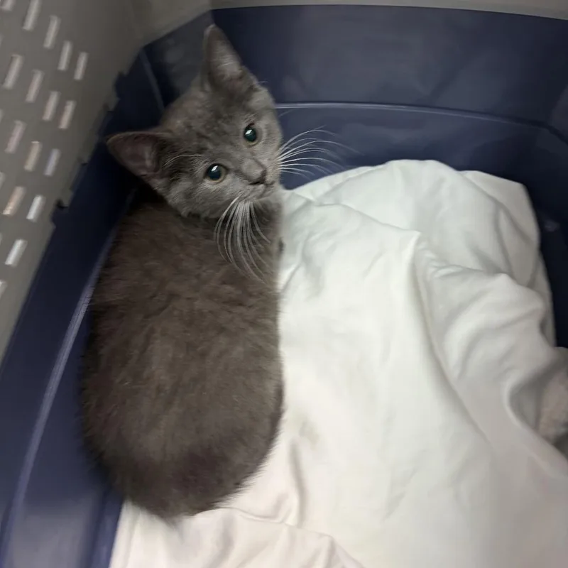 A baby small-sized female Gray / Blue / Silver Domestic Short Hair cat named Muesli for adoption in Philadelphia, PA