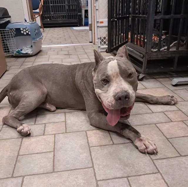 An adult large-sized male Gray / Blue / Silver Pit Bull Terrier dog named Brutus CL for adoption in Kansas City, MO