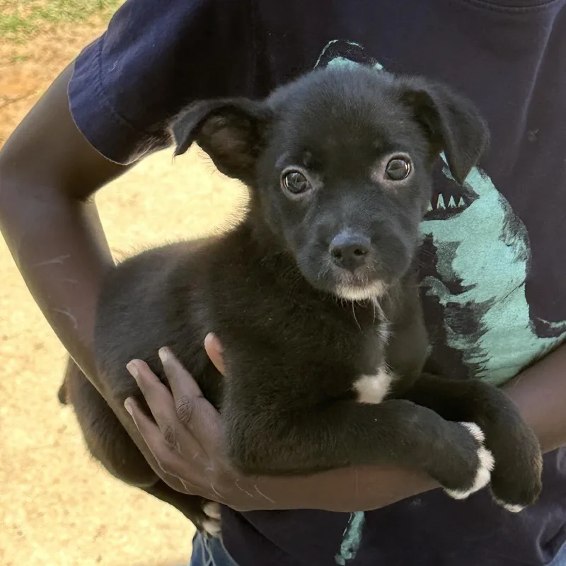 A baby medium-sized female Black Mixed Breed dog named Raven for adoption in Parrish, AL