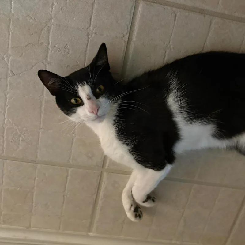 An adult small-sized male Black Domestic Short Hair cat named Tommy for adoption in League City, TX