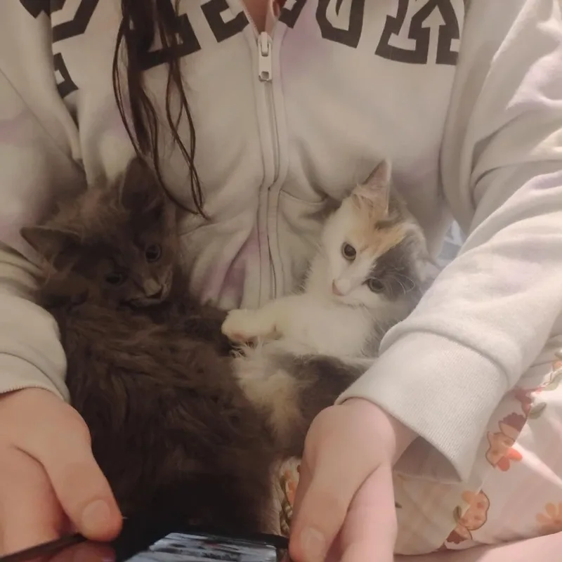 A baby medium-sized female Domestic Medium Hair cat named Sky and lola for adoption in Morgantown, WV