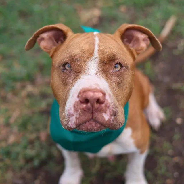 An adult medium-sized female American Staffordshire Terrier dog named Buttercup for adoption in San Antonio, TX