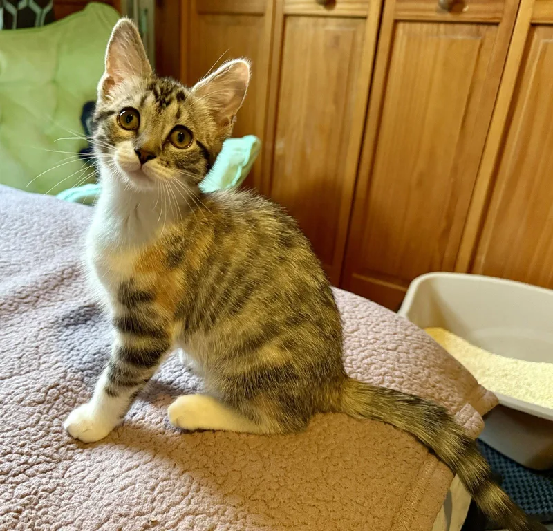 Twizzler thumbnail 2