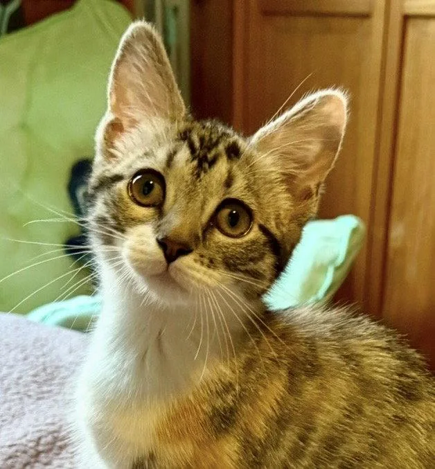 Twizzler thumbnail 3