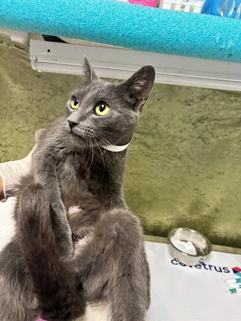 A baby small-sized female Domestic Short Hair cat named Catherine for adoption in Riverside, CA