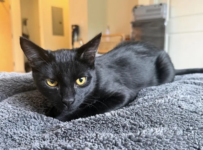 A young small-sized male Black Domestic Short Hair cat named Tater for adoption in Evergreen, CO