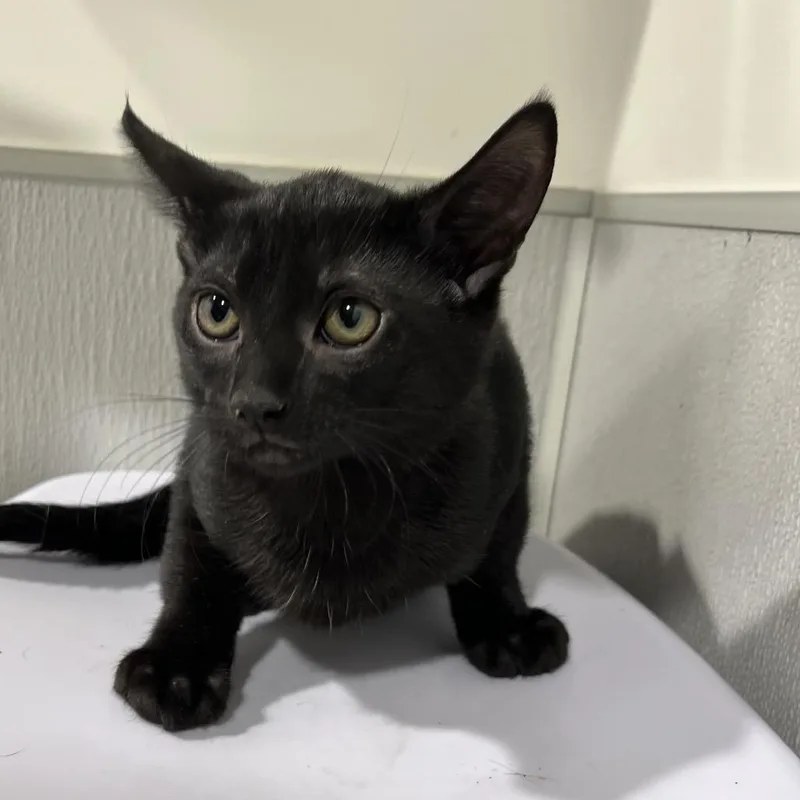A baby small-sized male Black Domestic Short Hair cat named Rowan for adoption in Tampa, FL