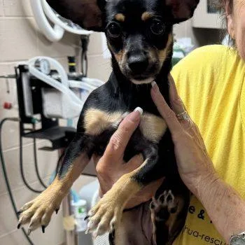 A baby small-sized female Tricolor (Brown, Black, & White) Chihuahua dog named Elsie  Puppy for adoption in Plano, TX