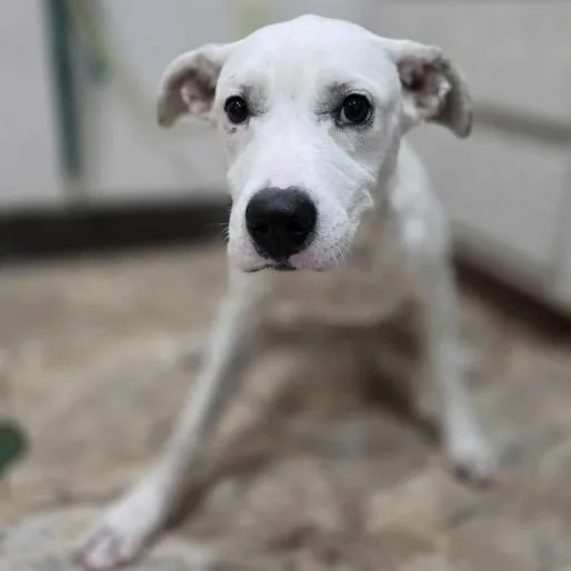 Tinkerbell thumbnail 2