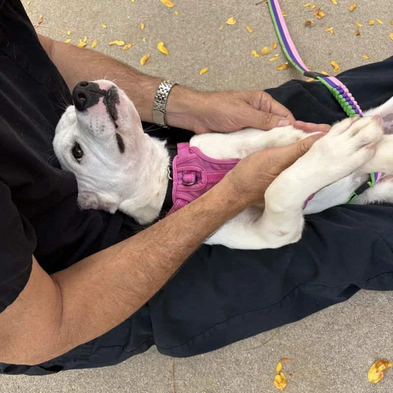 Tinkerbell thumbnail 3