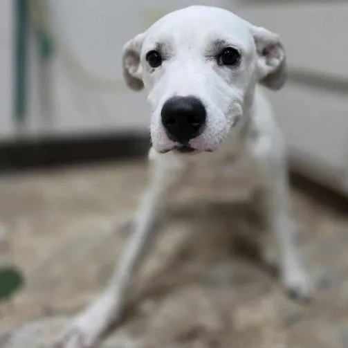 Tinkerbell thumbnail 4