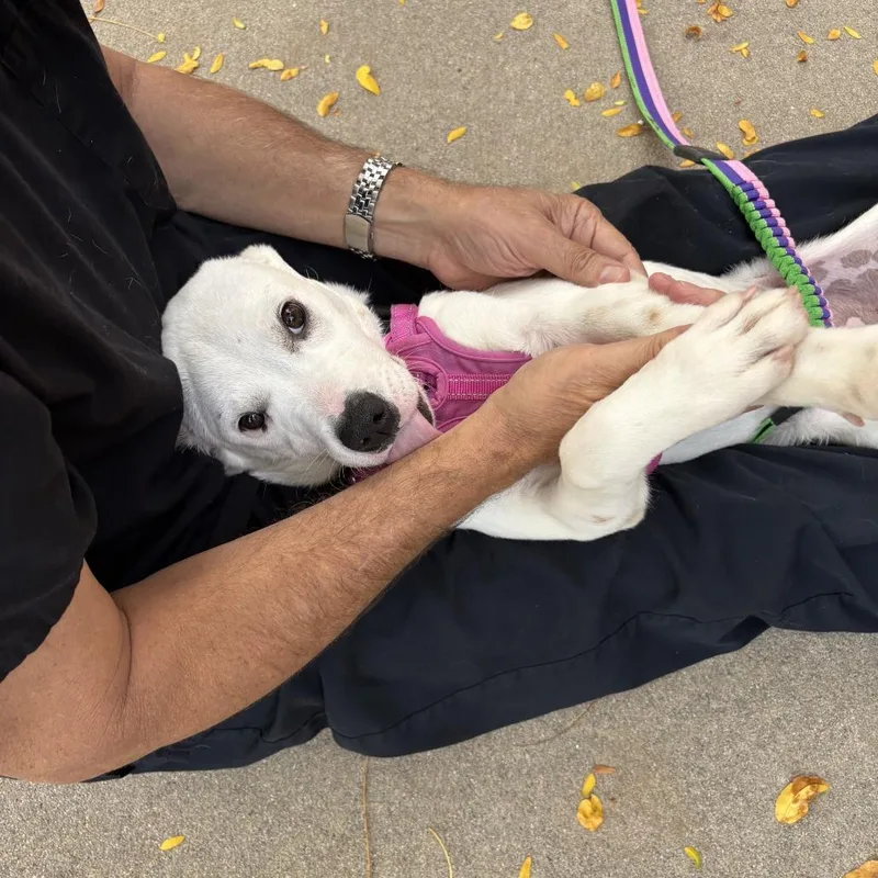 Tinkerbell thumbnail 6