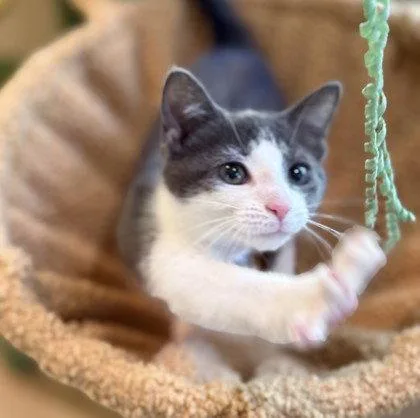 A young small-sized female Gray & White Domestic Short Hair cat named Apple for adoption in Midland, VA