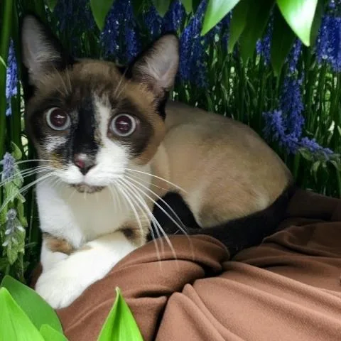 An adult medium-sized male Domestic Short Hair cat named Smokey for adoption in Clinton Township, MI