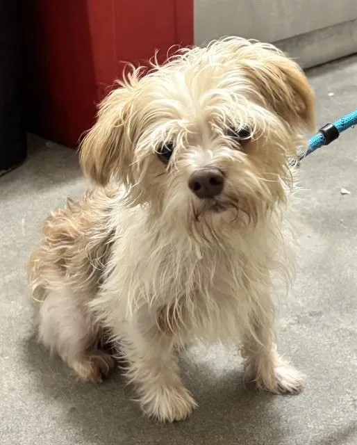 A young small-sized male Norwich Terrier dog named Moody for adoption in Upper Marlboro, MD