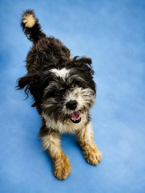An adult small-sized male Lhasa Apso dog named Timon for adoption in Westminster, MD