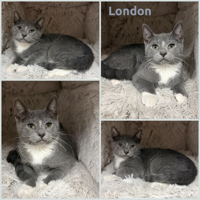 A baby small-sized male Domestic Short Hair cat named London for adoption in Louisville, KY