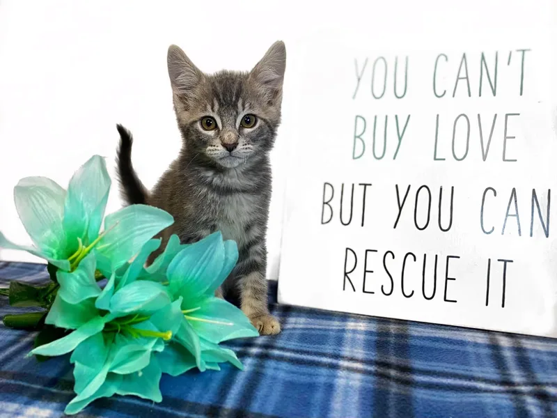 A baby medium-sized male Black Domestic Medium Hair cat named Indigo for adoption in Graham, WA
