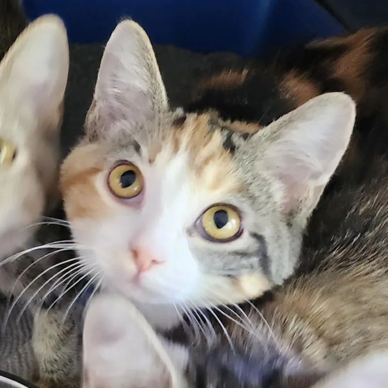 A baby small-sized female Calico Domestic Short Hair cat named July for adoption in Columbia Station, OH
