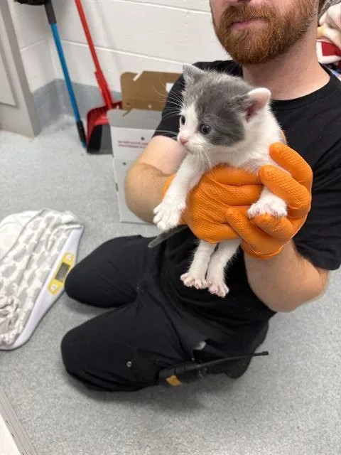 A baby small-sized male Domestic Short Hair cat named Phil for adoption in Indianapolis, IN