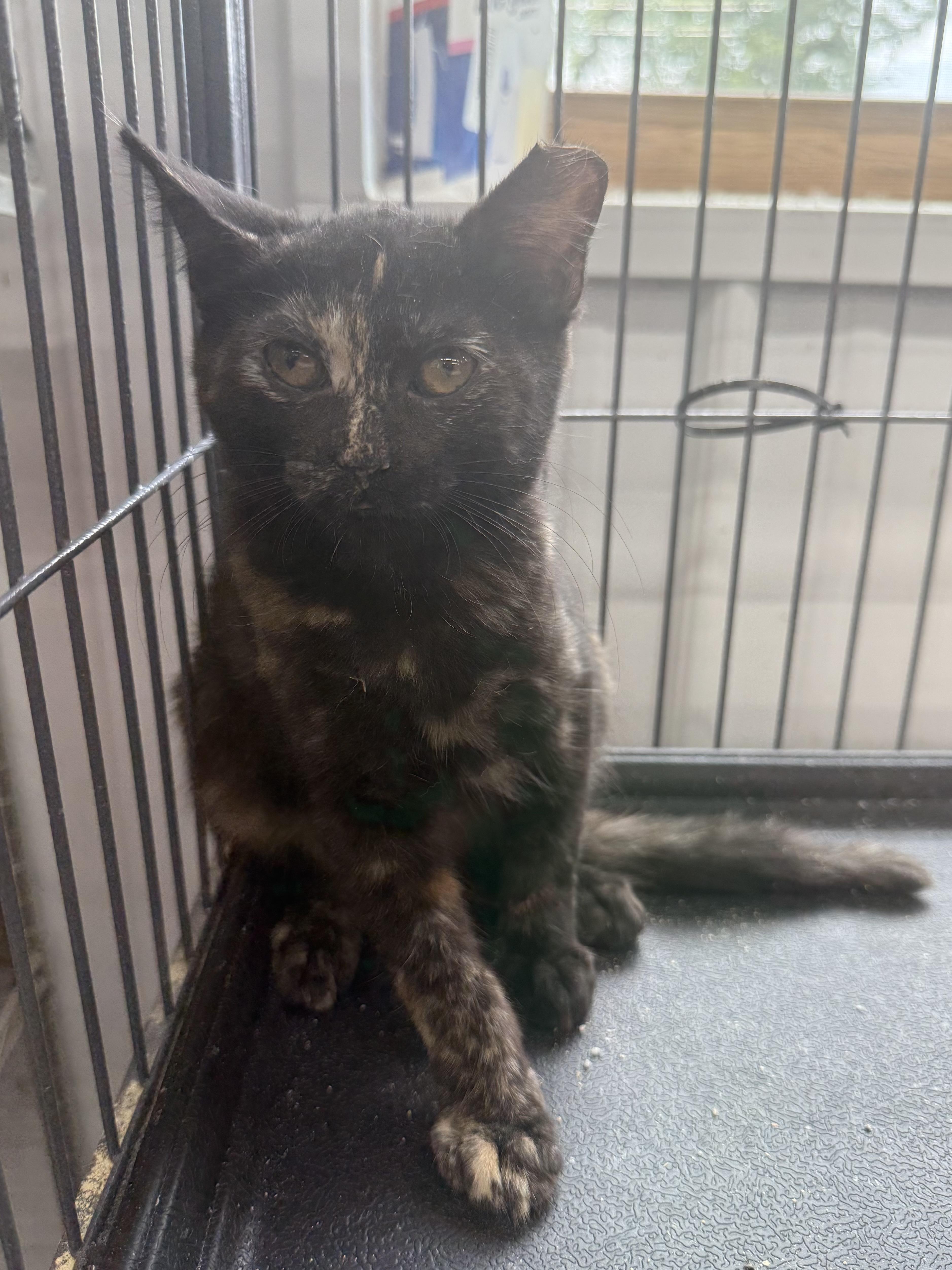 A baby medium-sized female Tortoiseshell Domestic Medium Hair cat named Taffy for adoption in Richmond, MO