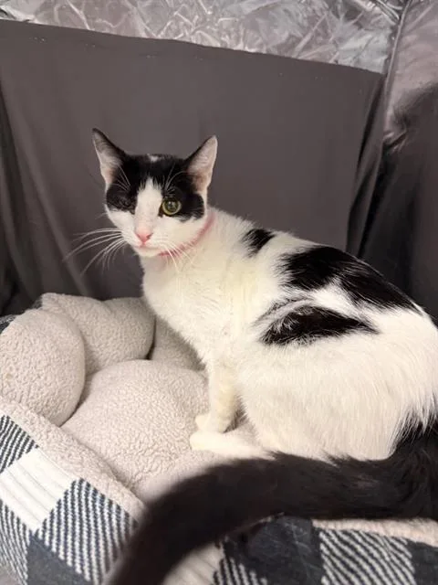 An adult small-sized female Domestic Short Hair cat named Patsy for adoption in Appling, GA