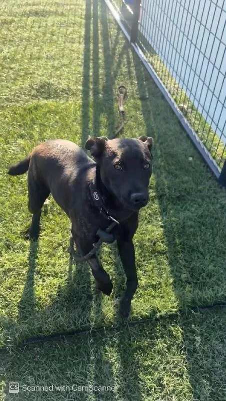 A young medium-sized male Terrier dog named Roley Poley for adoption in Aurora, IL