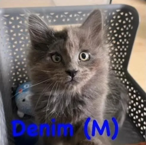A baby small-sized male Domestic Short Hair cat named Denim for adoption in Vancouver, WA