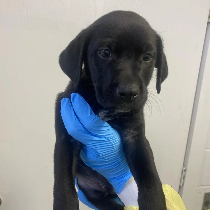 Hercules thumbnail 2