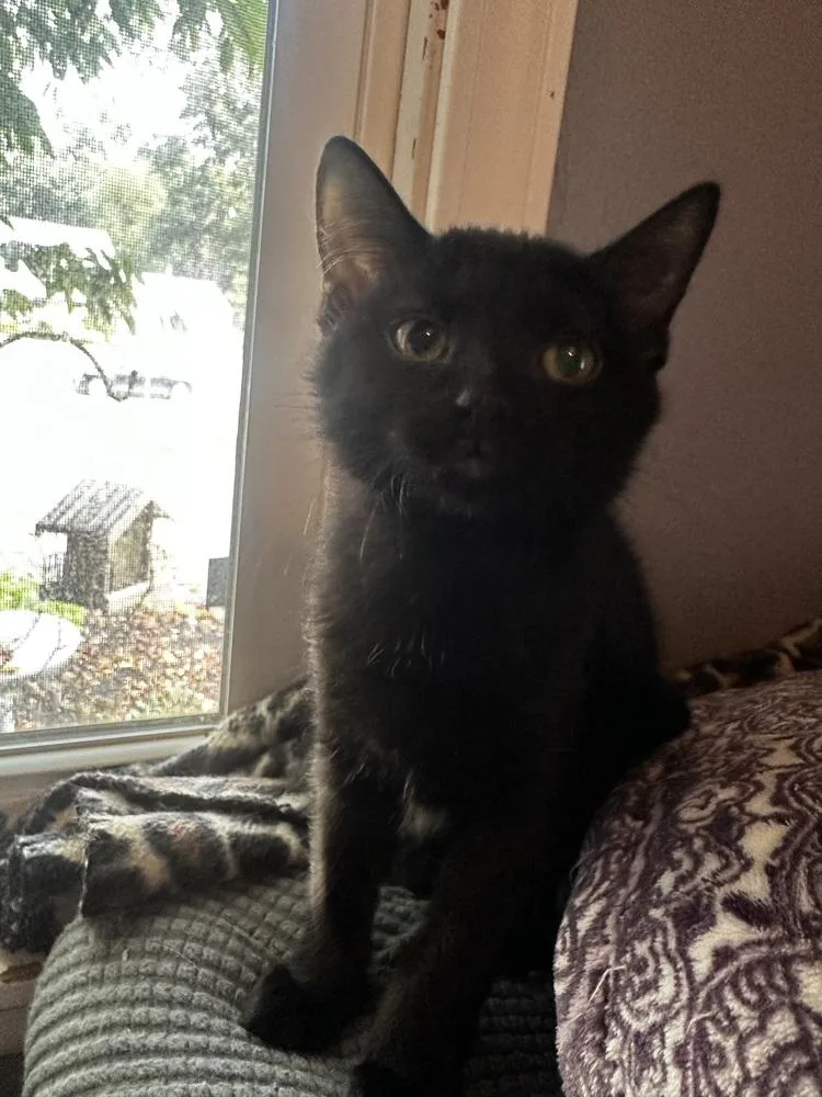 A baby small-sized female Black & White / Tuxedo Domestic Short Hair cat named Walnut for adoption in Mishawaka, IN