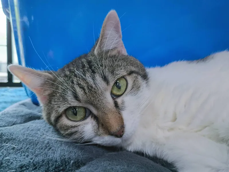 A young medium-sized female White Domestic Short Hair cat named Zoey for adoption in Morgantown, WV