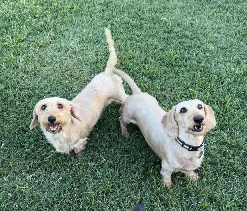 Cody and Sophie