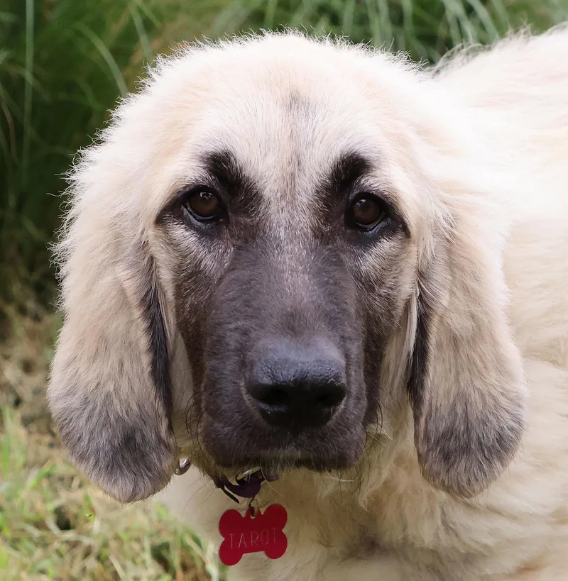 A baby large-sized female Great Pyrenees dog named Tarot for adoption in Nashville, TN