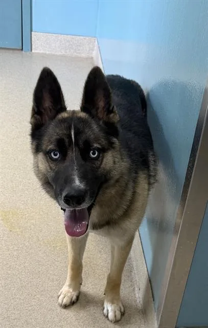A young large-sized male German Shepherd Dog dog named Kaiser for adoption in Newton, NC