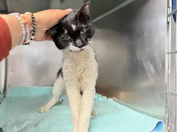 A senior medium-sized male Domestic Short Hair cat named Milk Mustache for adoption in New York, NY